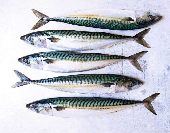/Images/Products/daf/daf-fish--mackerel1kg.jpg